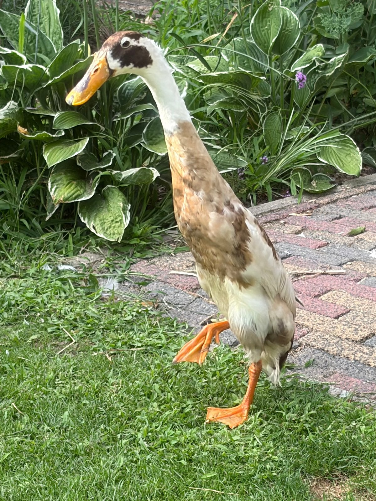 Indische loopeend woerd, Dieren en Toebehoren, Mannelijk, Eend