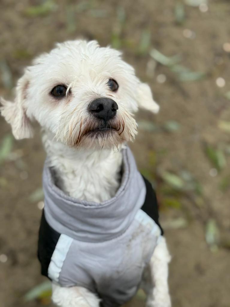 Gevonden onze lieve maltezer leeuwtjes!, Dieren en Toebehoren, Honden | Chihuahua's en Gezelschapshonden, 6 jaar of ouder, Maltezer