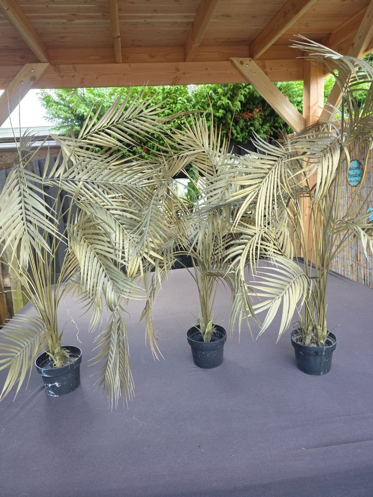 Areca gouden palmbomen, Ophalen of Verzenden, Overige soorten, Volle zon