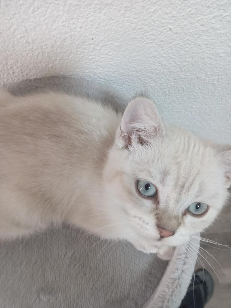 Kittens te koop britse korthaar moet weg, Dieren en Toebehoren, Meerdere dieren, 0 tot 2 jaar
