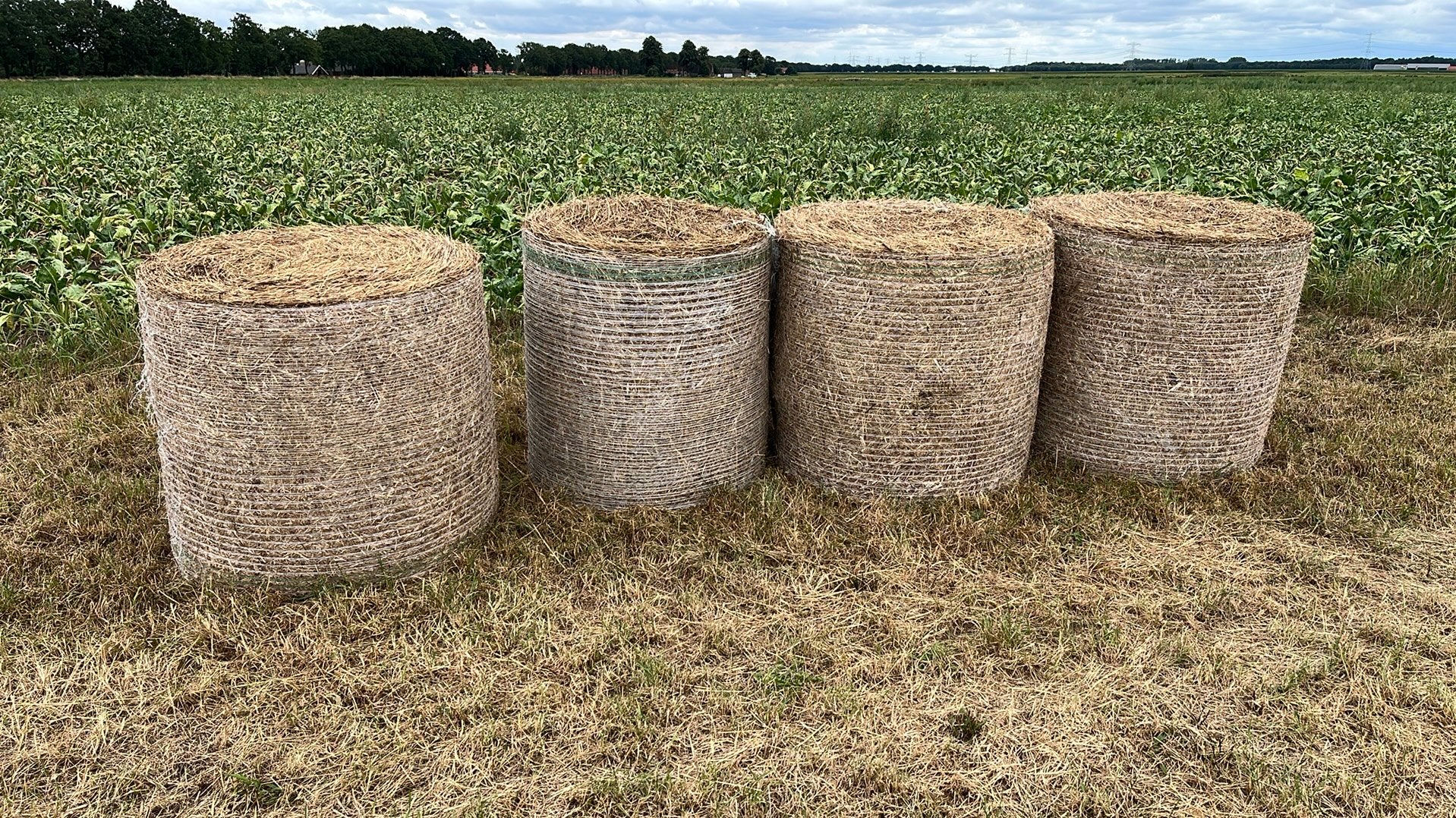 4 kleine balen hooi(onkruid), gratis af te halen.