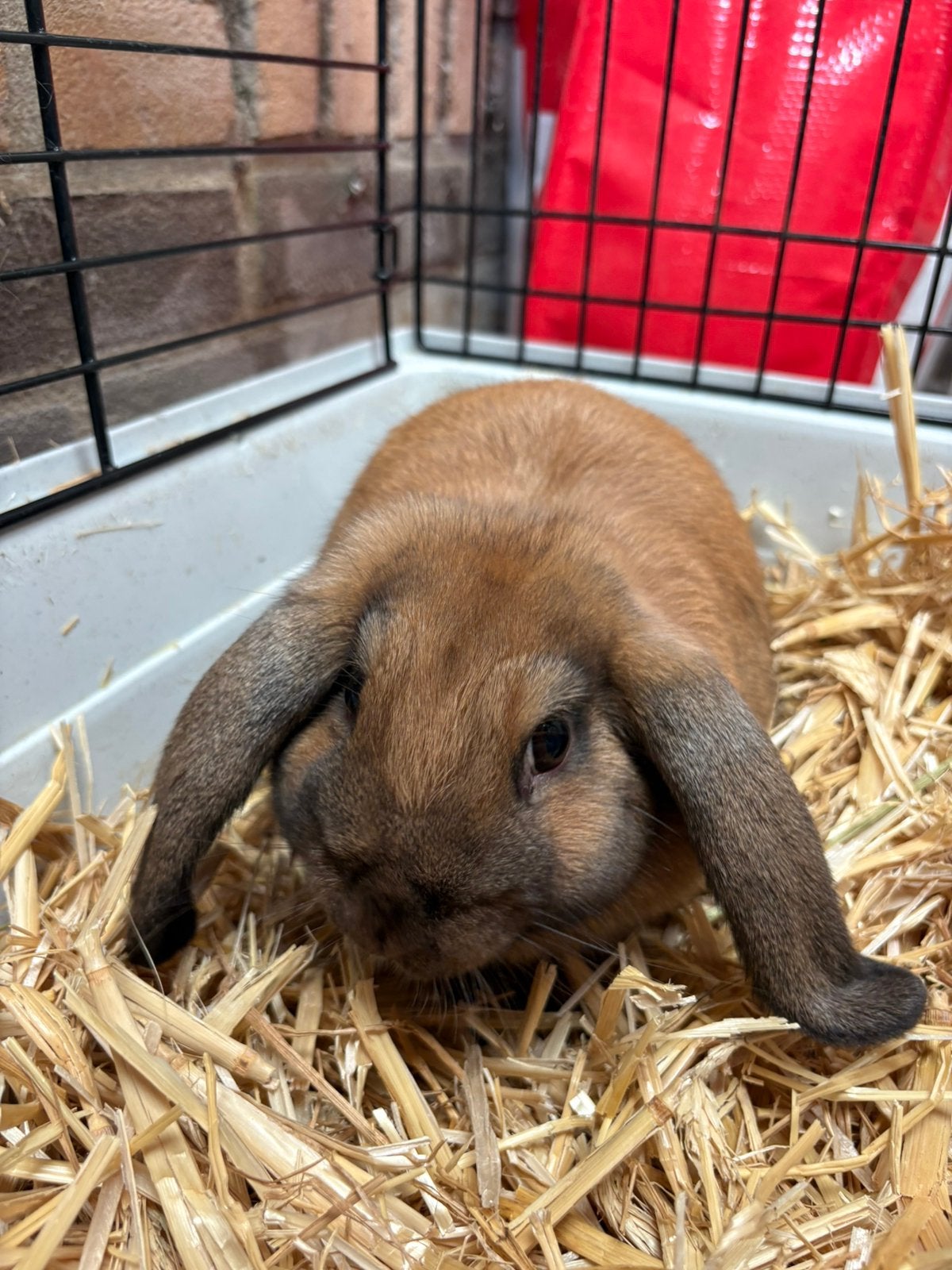 Jonge Konijntjes, Dieren en Toebehoren, Mannelijk, Klein, Hangoor