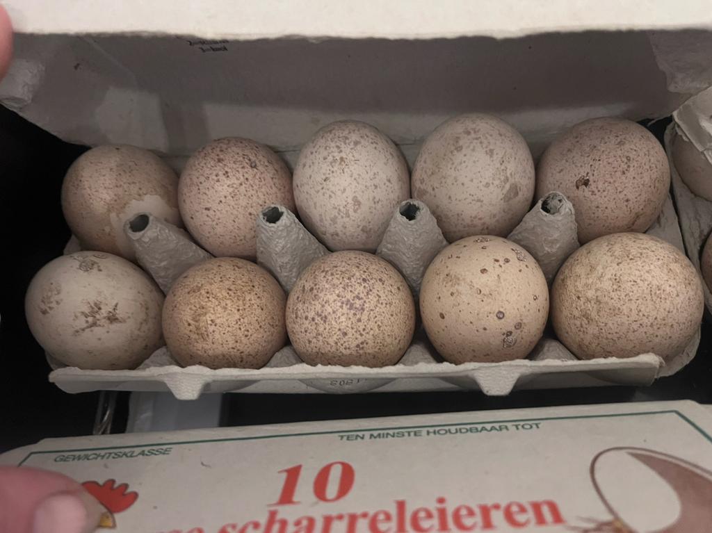 Broedeieren kalkoen, Geslacht onbekend, Kalkoen