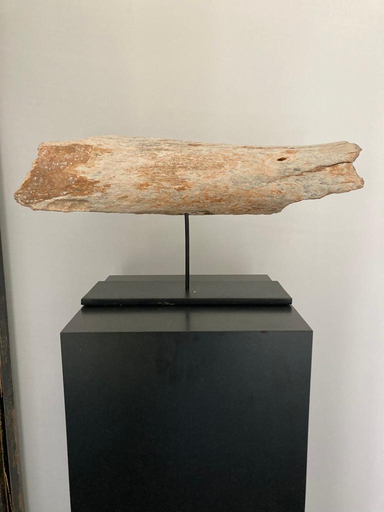 Uniek fossiel op standaard - 48 cm breed, Ophalen of Verzenden, Fossiel