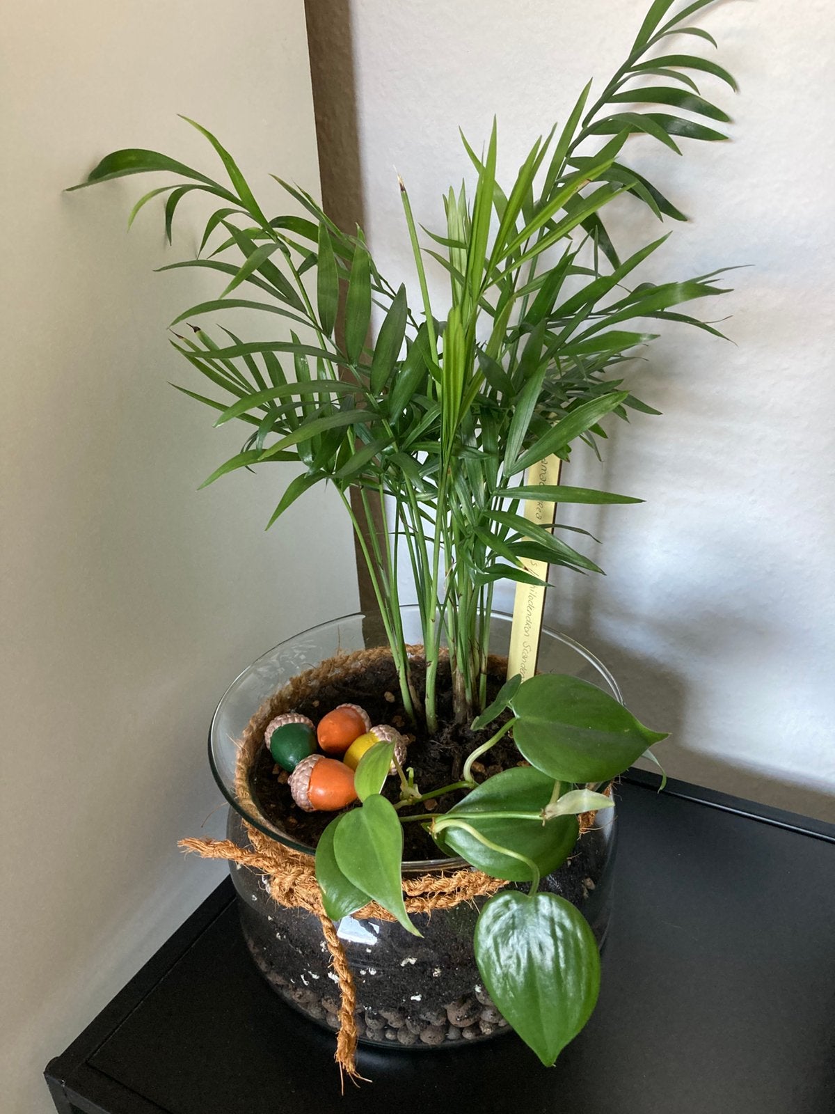 Te koop diverse stekken, Ophalen of Verzenden, Halfschaduw, Minder dan 100 cm