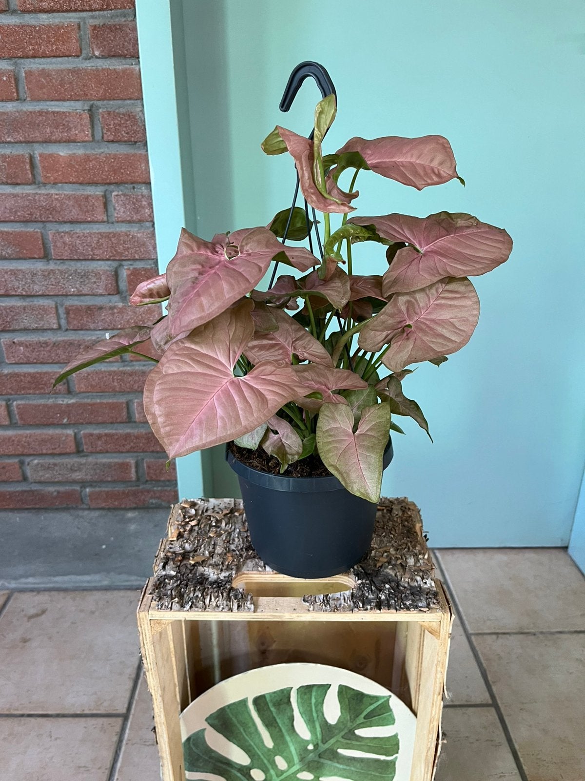 Syngonium ‘Neon’, Ophalen of Verzenden, Halfschaduw, Minder dan 100 cm