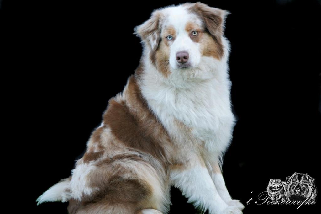 Lieve australian shepherd.., Dieren en Toebehoren, Honden | Herdershonden en Veedrijvers, 6 jaar of ouder, Teef, Eén hond, Herder