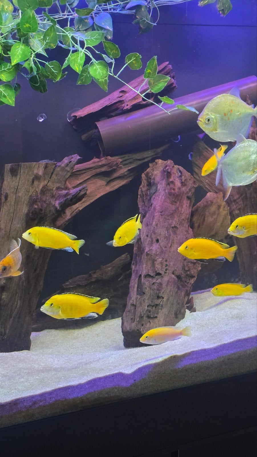 Groep 15x Labidochromis caeruleus (Yellow Cichlide), Dieren en Toebehoren, Vis, Zoetwatervis, Schoolvis