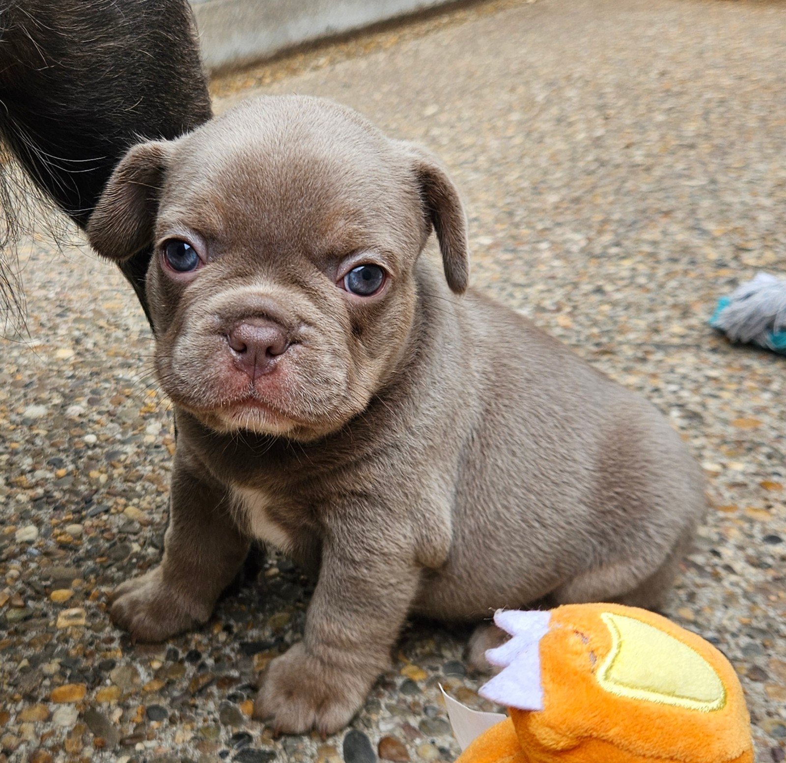 franse bulldog pups, Parvo, 8 tot 15 weken, Bulldog, Meerdere