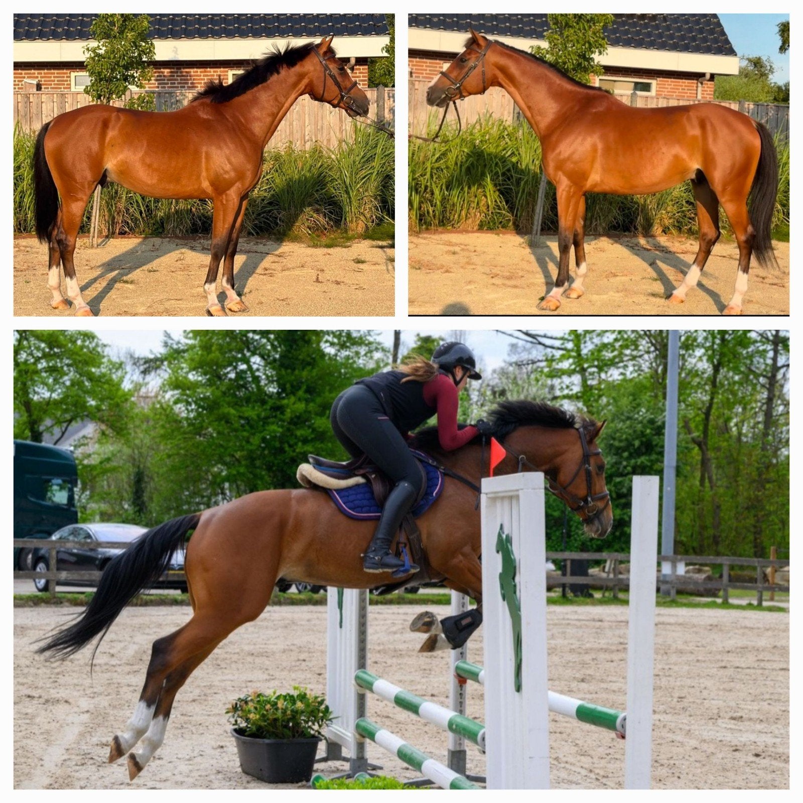 Allround Talentvol 5 jarig springpaard te koop, Dieren en Toebehoren, Ruin, 160 tot 165 cm, Springpaard, 3 tot 6 jaar
