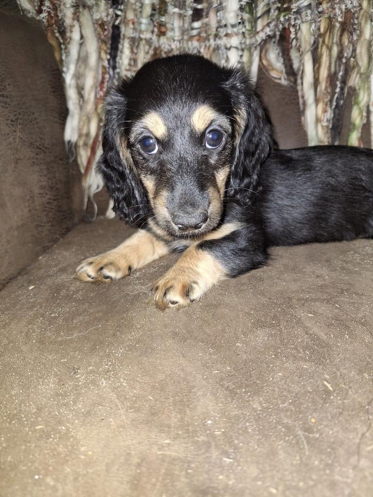 Black and Cream pup. En teckel van 2.5 jaar., Dieren en Toebehoren, Honden | Teckels en Dashonden, Teef, Dwerg, Langhaar, Meerdere