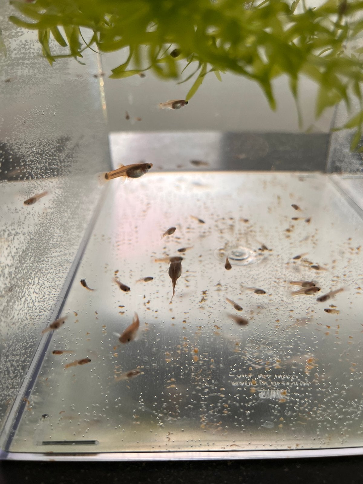 Jonge guppy’s, Vis, Zoetwatervis, Schoolvis