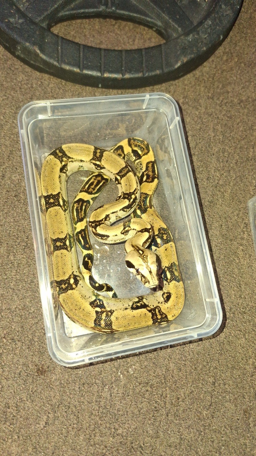 Boa longicauda, Dieren en Toebehoren, Reptielen en Amfibieën, Slang, 3 tot 6 jaar