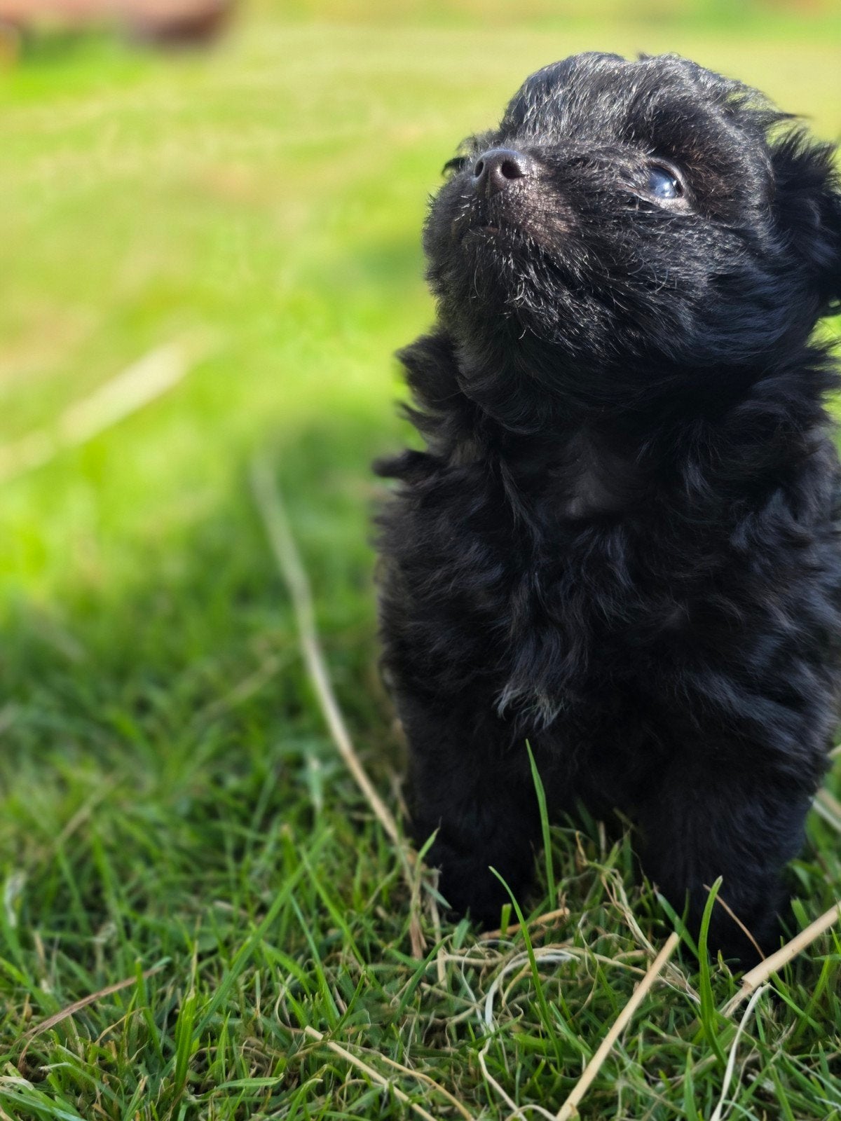 Pomapoo pup, Nana dametje beschikbaar, HCC (leverziekte), Overige rassen, 8 tot 15 weken, Meerdere