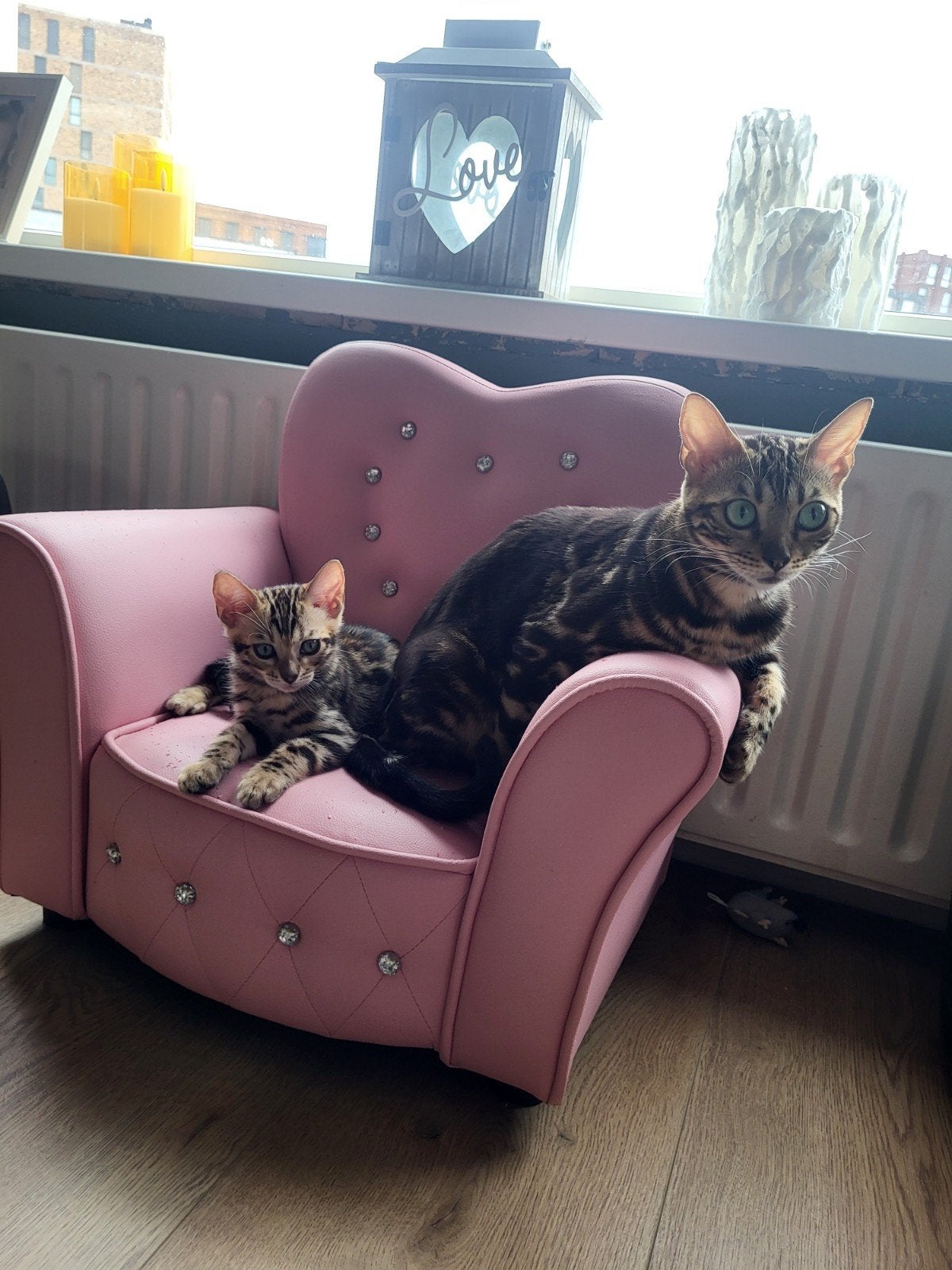 Bengaal kitten zonder stamboom, Poes