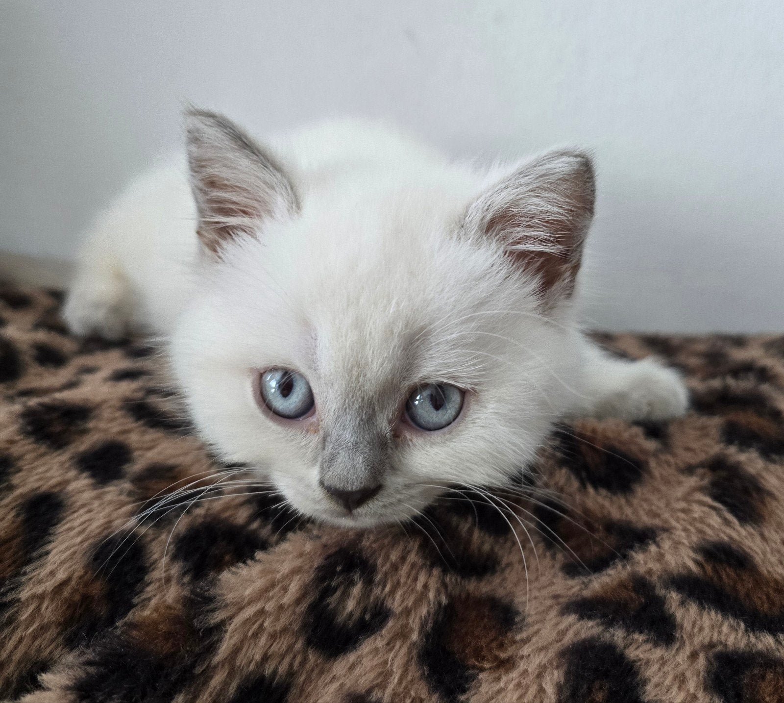 Britse Korthaar Blue Point kitten, Dieren en Toebehoren, Kater, Ontwormd, 0 tot 2 jaar