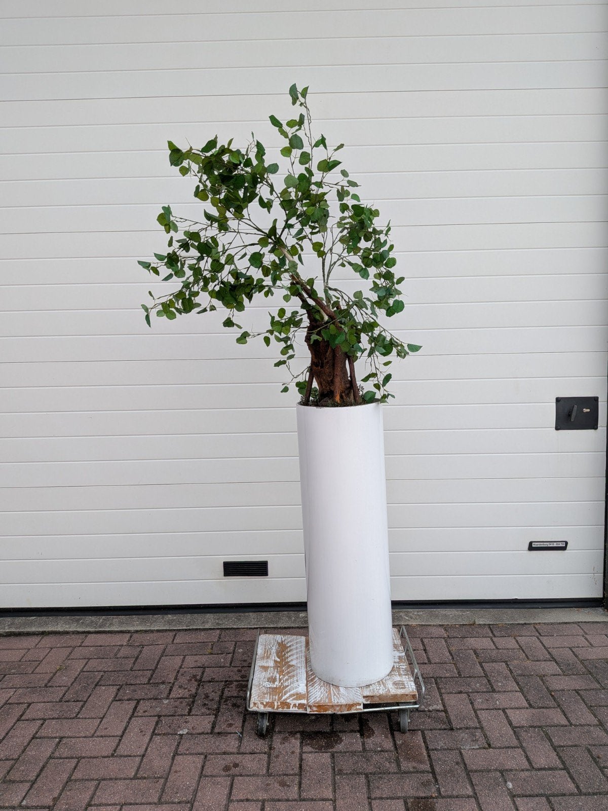 Kunst Eucalyptus, Ophalen, Zo goed als nieuw