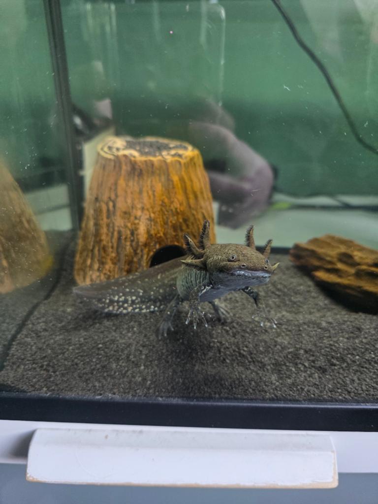 Axolotl en accessoires te koop, Dieren en Toebehoren, Ophalen