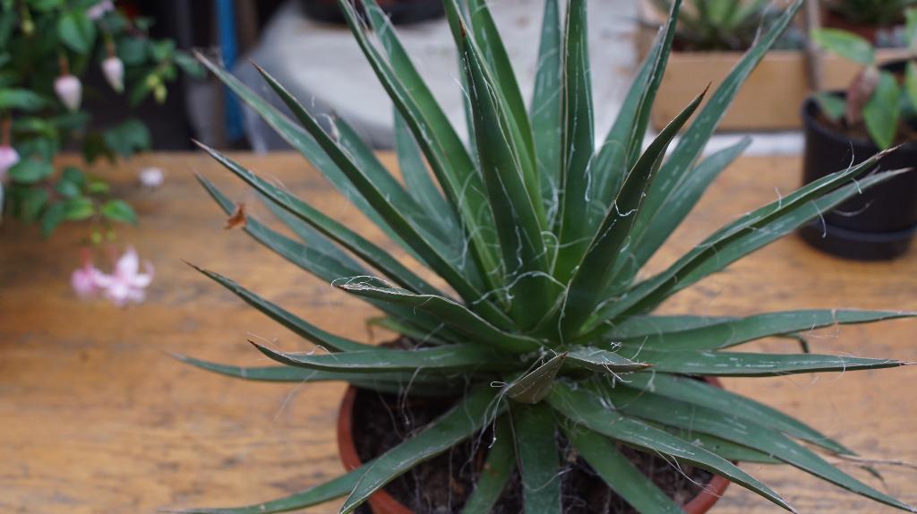 Agave Filifera, Ophalen, Bloeit niet, Overige soorten, Volle zon