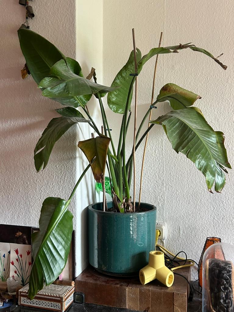 Strelitzia in keramieken pot groen, Ophalen, 100 tot 150 cm, Halfschaduw, In pot