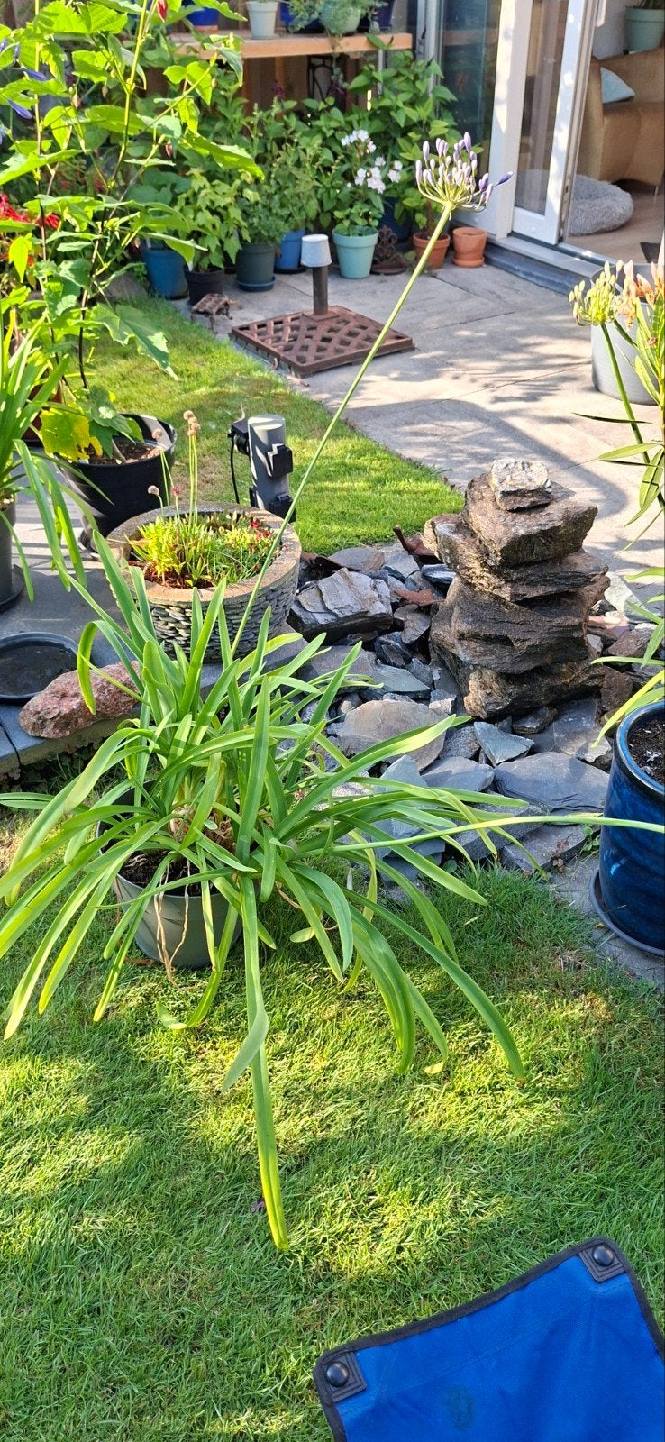 Agapanthus (Afrikaanse Lelie) - klaar voor een grotere pot, Volle zon, Vaste plant, Zomer, Ophalen