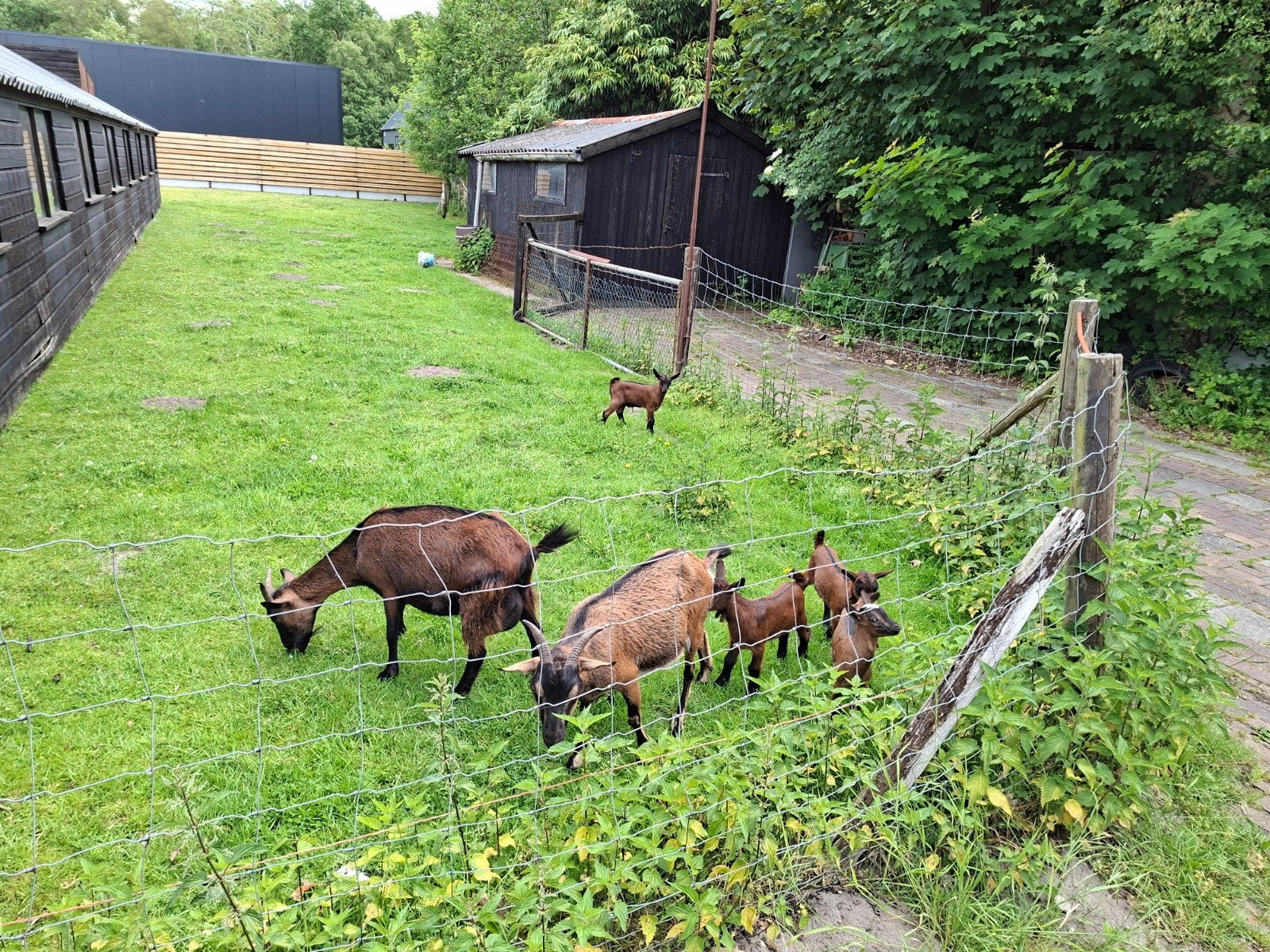 Te koop, dwerg geitjes/bokjes, Dieren en Toebehoren, Schapen, Geiten en Varkens, Meerdere dieren, Geit
