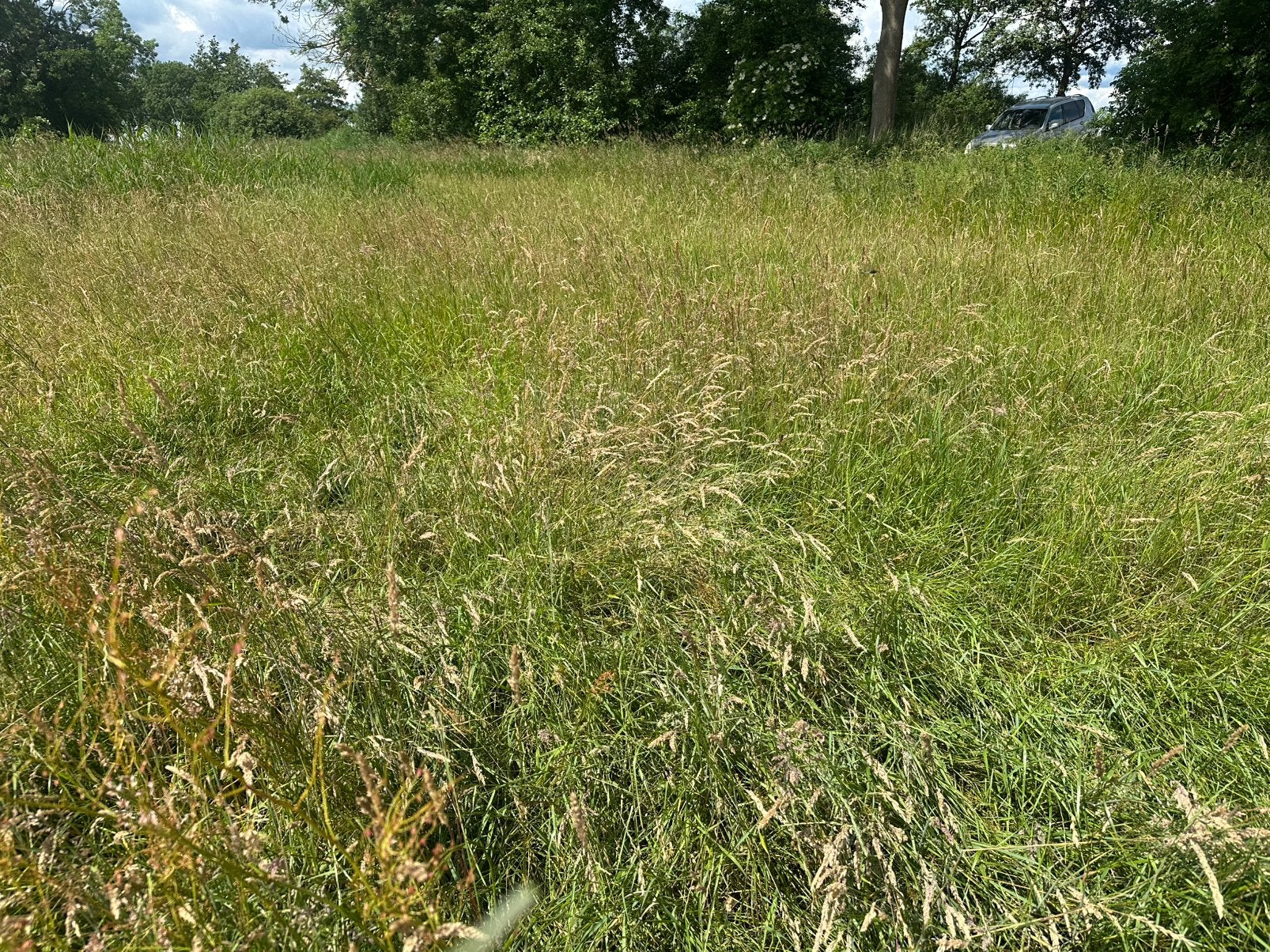 Natuur hooi