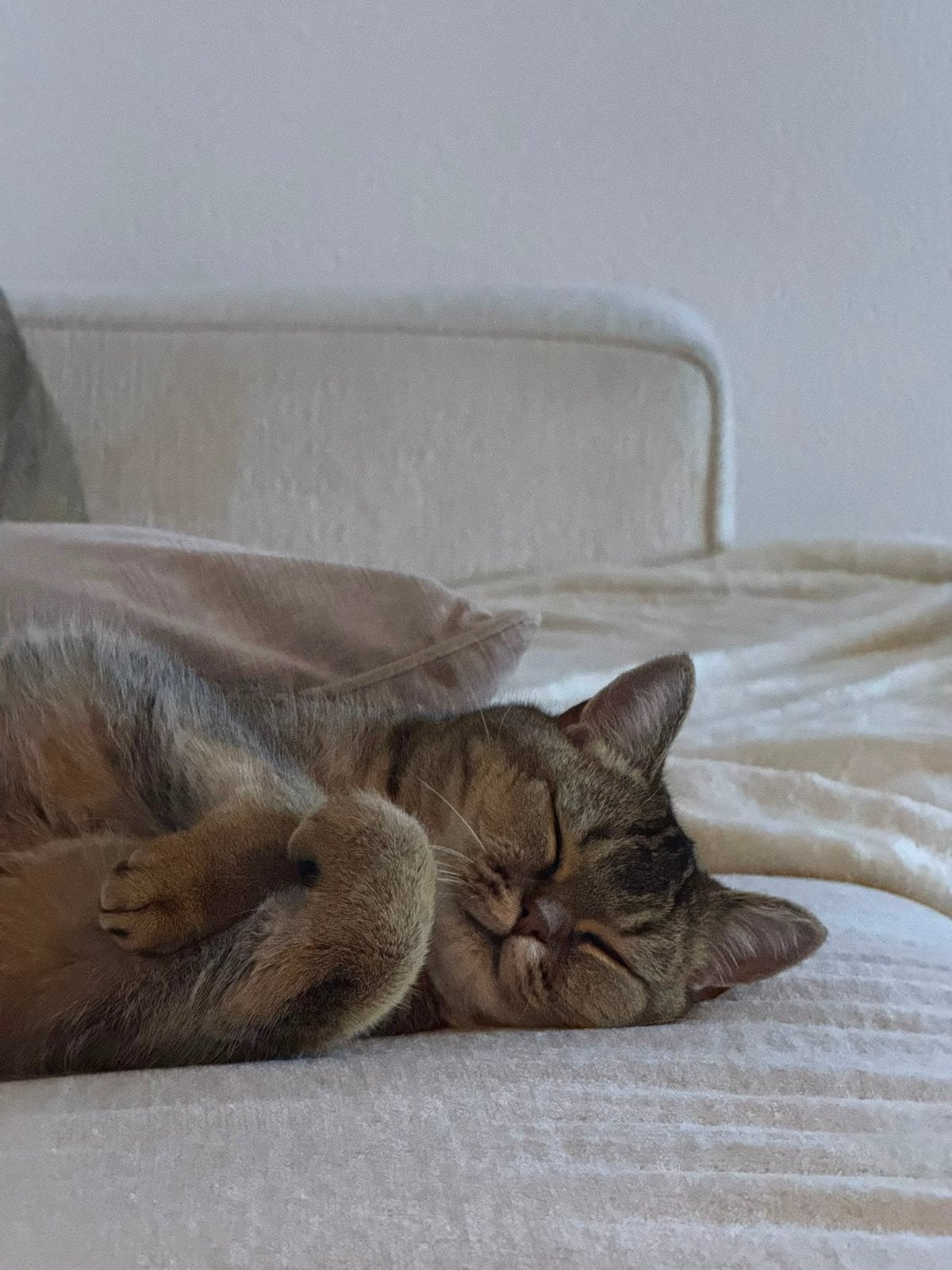 lieve & rustige Britse Korthaar zoekt een warm thuis, Poes, Ontwormd, 0 tot 2 jaar