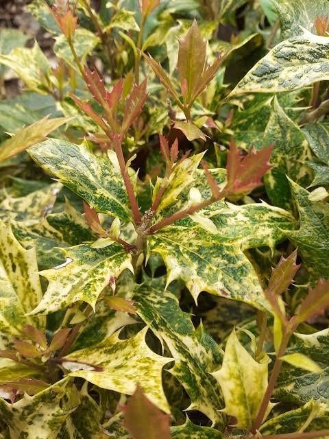 Osmanthus heterophyllus Goshiki 'Tricolor'. Sierhulst P9, Overige soorten, Volle zon, Vaste plant, Ophalen of Verzenden