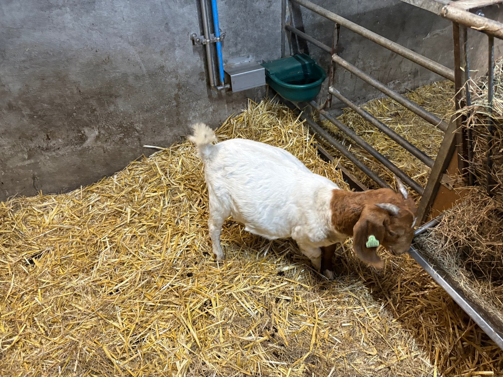 Tk boergeit van 2026, Dieren en Toebehoren, Meerdere dieren, Varken