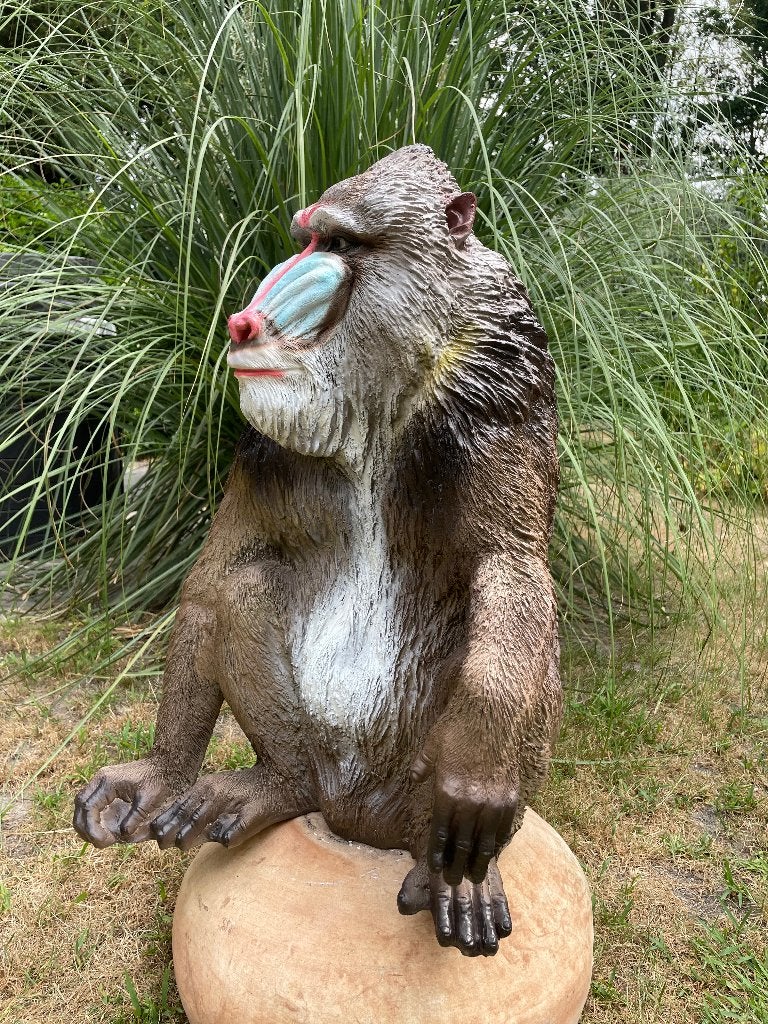 Mandril baviaan aap beeld tuin dierentuin 66cm, Ophalen, Nieuw, Kunststof, Dierenbeeld