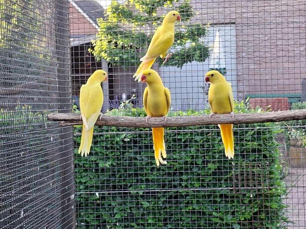 2 jonge lutino Halsbanden, Dieren en Toebehoren, Vogels | Parkieten en Papegaaien, Meerdere dieren, Parkiet, Geringd