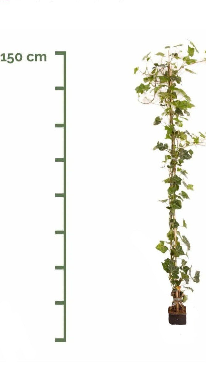 Hedera haagplanten te koop aangeboden, Tuin en Terras, Ophalen, Vaste plant, Bloeit niet, Halfschaduw