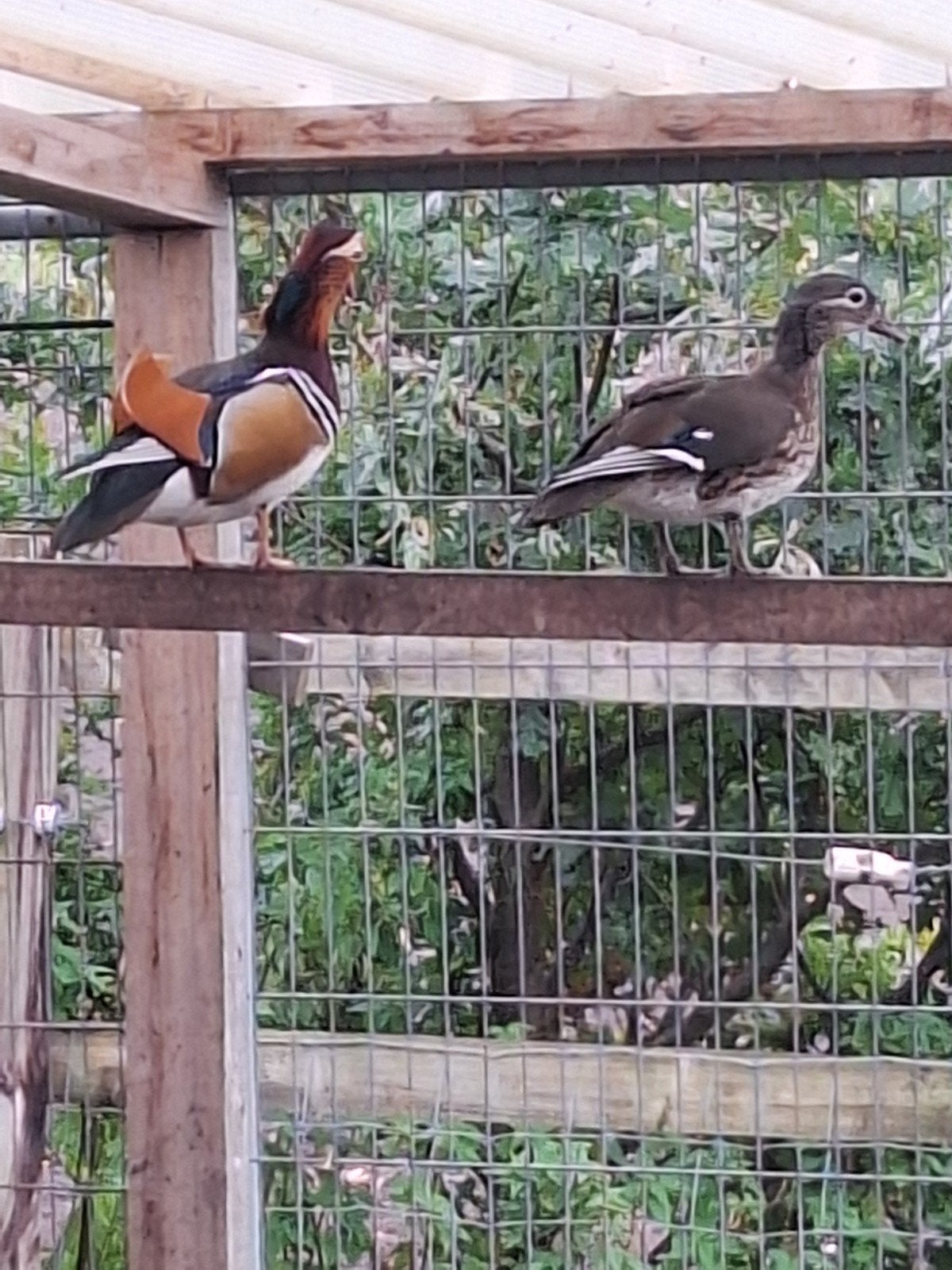 koppel mandarijneend, Meerdere dieren, Eend