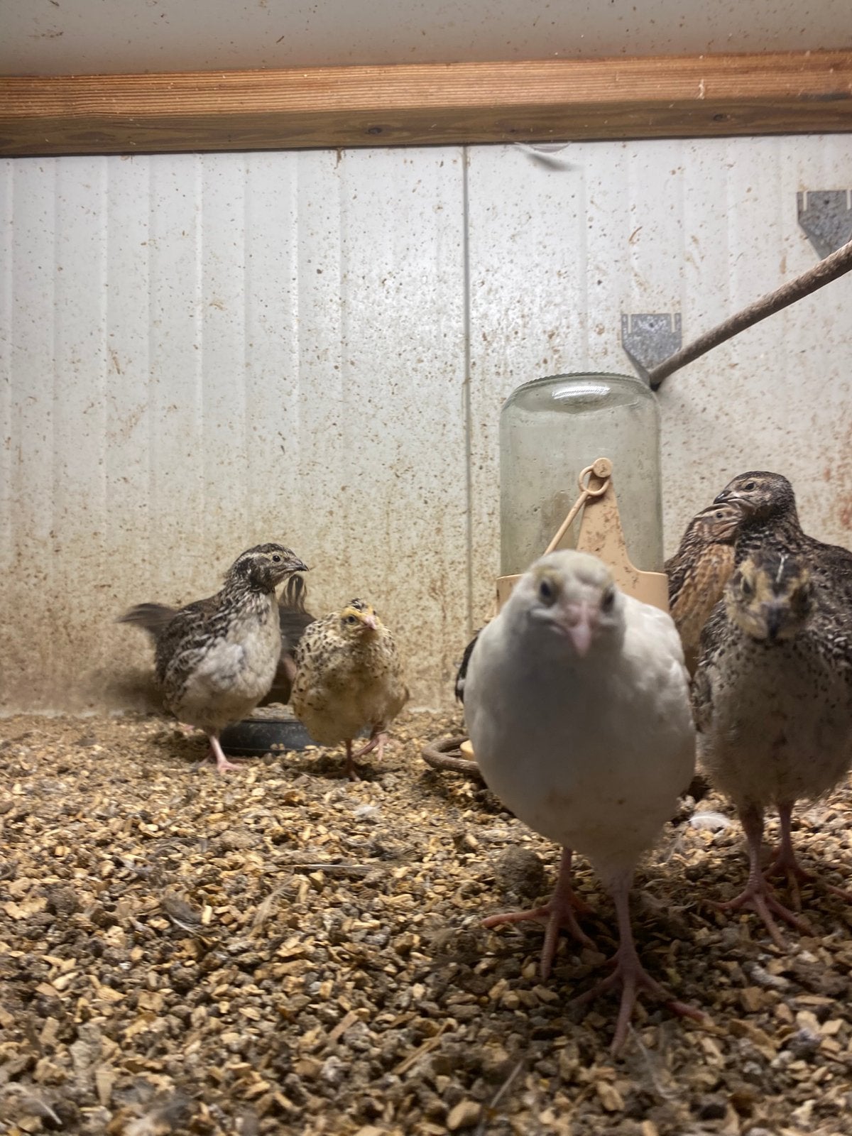 13 japanse kwartels, Meerdere dieren, Tropenvogel, Tam