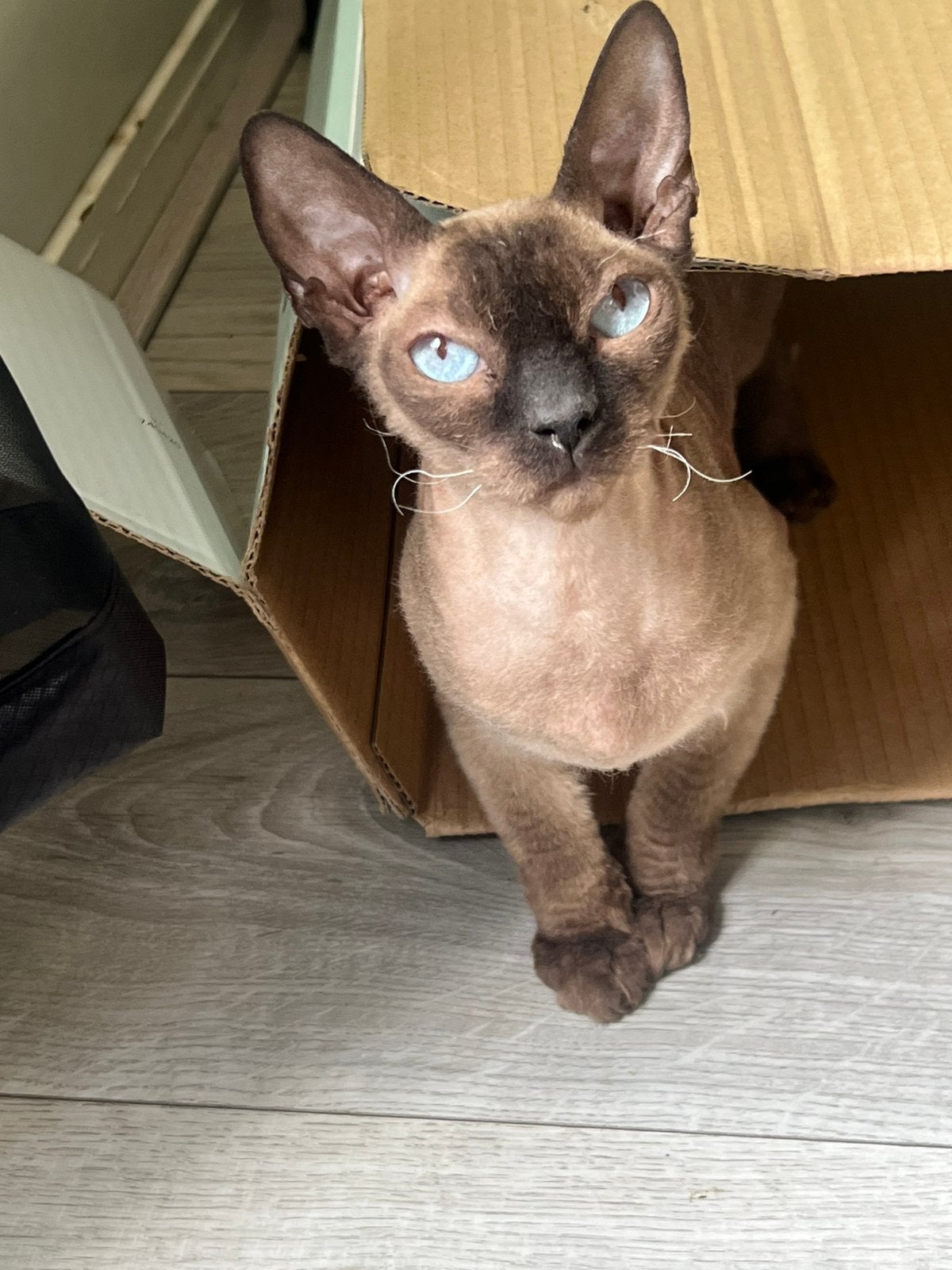 Prachtige poes sphynx peterbald devon rex, Dieren en Toebehoren, Poes