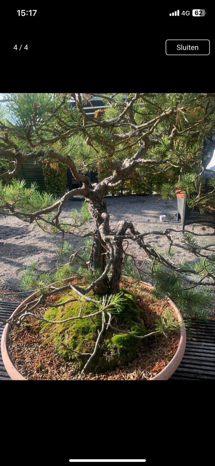 Bonsai pinus silvestris 2 stam, Tuin en Terras, Ophalen, Bloeit niet, Overige soorten, Volle zon