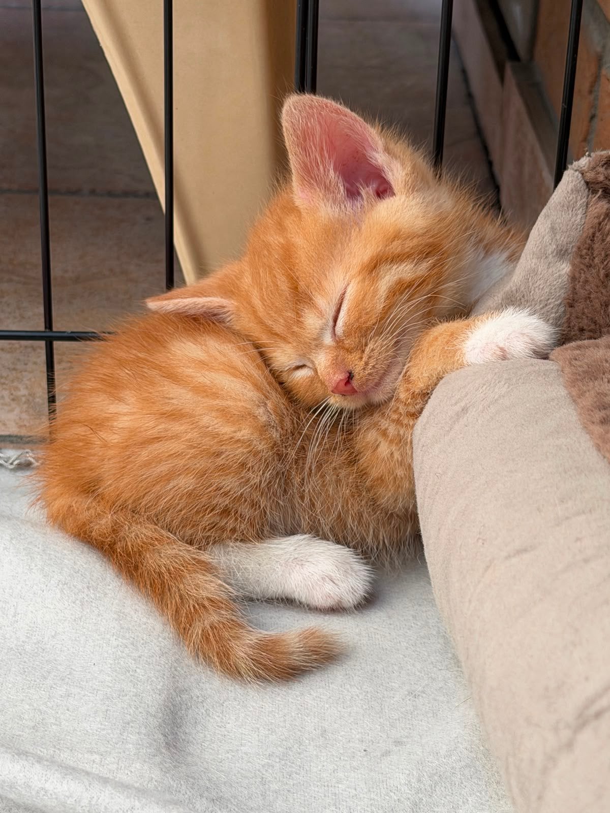 Kittens, Kater