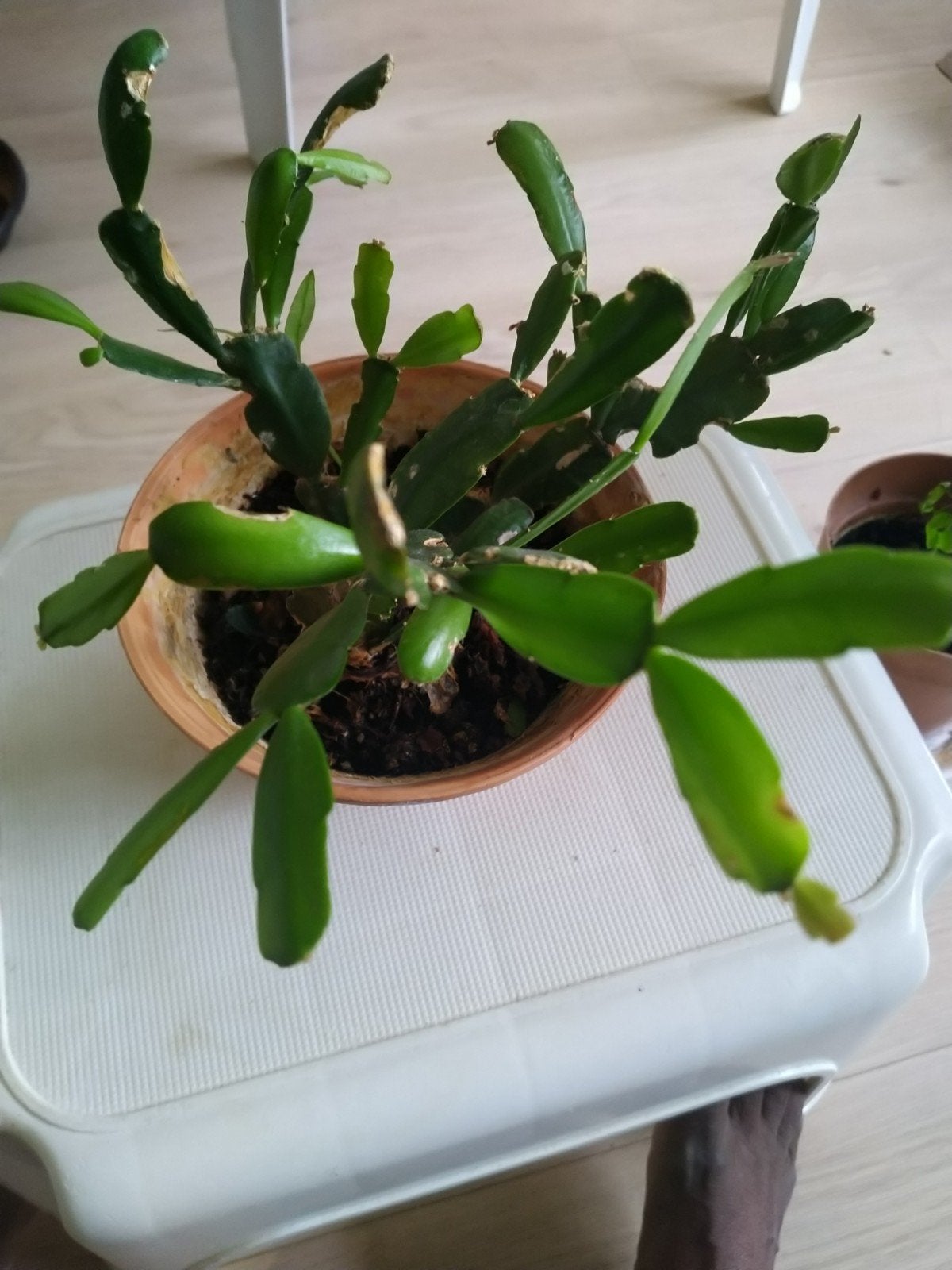 lidcactus (Schlumbergera) - Kamerplant, Ophalen, Halfschaduw, Minder dan 100 cm