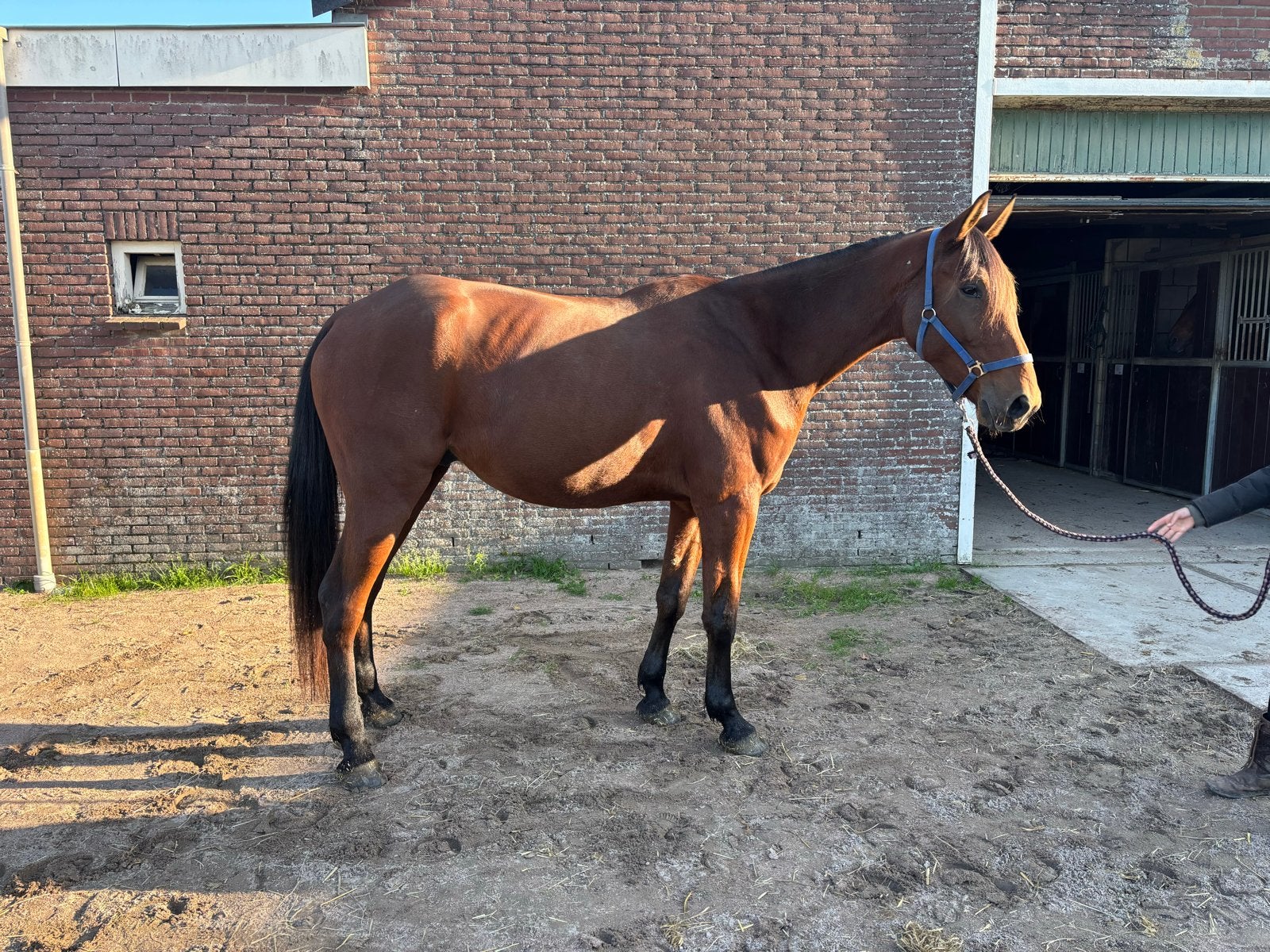 Ontzettende grote en brave 4-jarige draver, Ruin, Ontwormd, 3 tot 6 jaar
