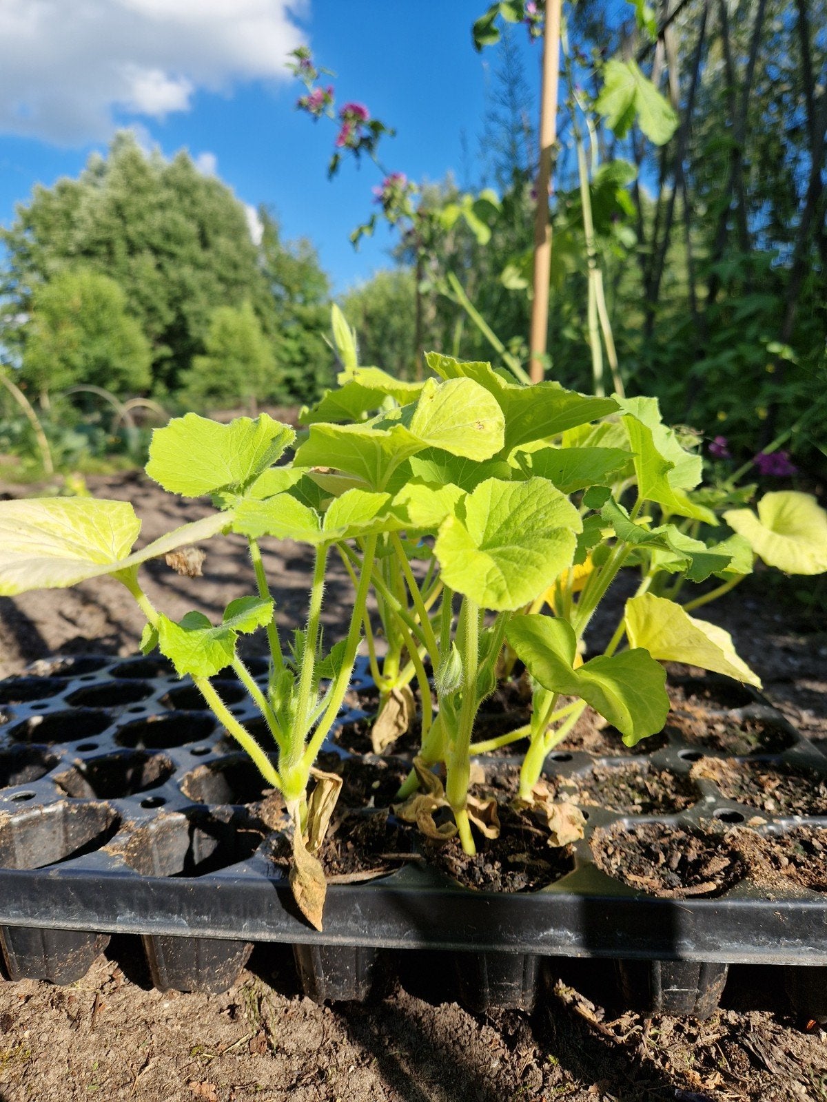 Pompoen planten. Dikke van Zutphen, Tuin en Terras, Planten | Tuinplanten, Ophalen, Volle zon, Groenteplanten, Eenjarig
