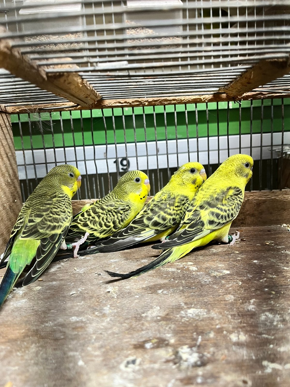 Te koop EBC grasparkieten, Dieren en Toebehoren, Vogels | Parkieten en Papegaaien, Meerdere dieren, Parkiet
