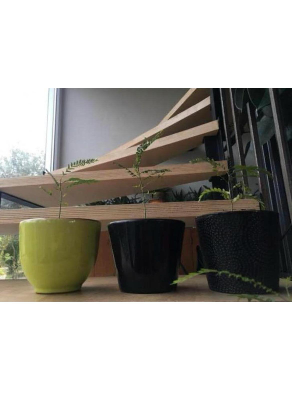 Slaapboompjes zaailingen Albizia diverse maten en zaden, Volle zon, Vaste plant, Zomer, Ophalen