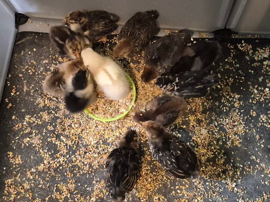 Gratis Kippen, Dieren en Toebehoren, Pluimvee, Meerdere dieren, Kip