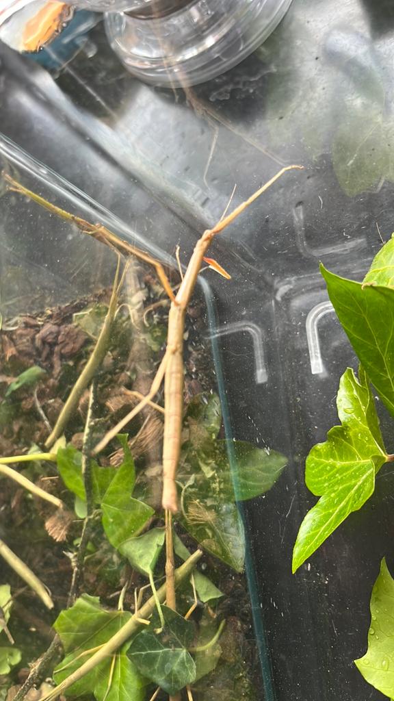 Wandelendetakken, Dieren en Toebehoren, Wandelende tak
