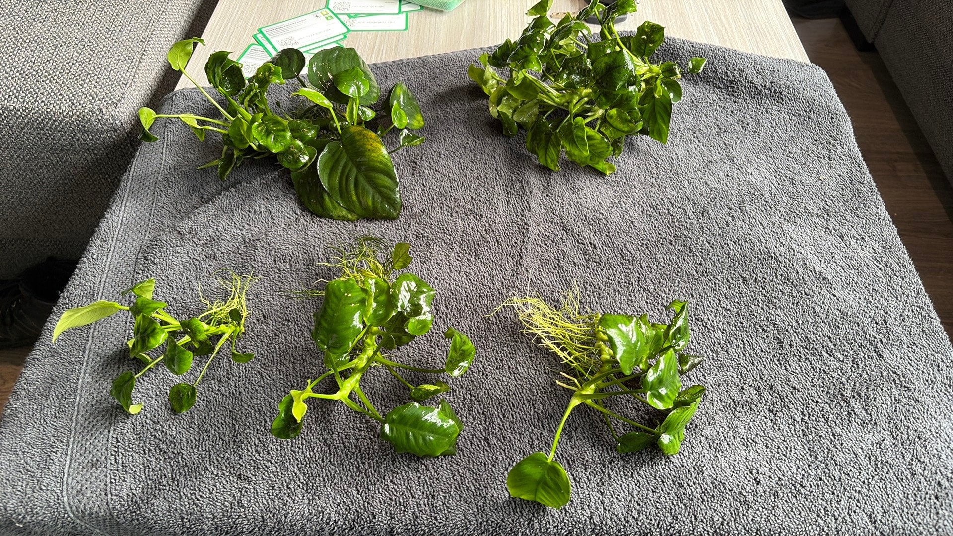 Anubias aquarium planten, Ophalen, Overige soorten, Volle zon