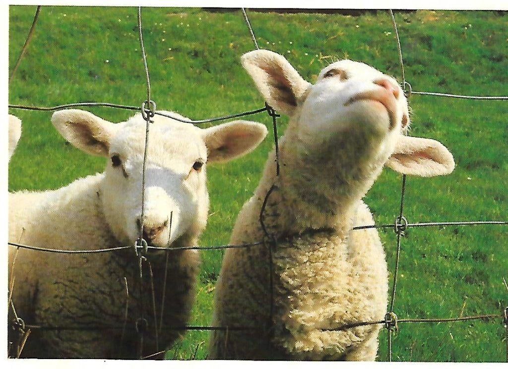 Lammetjes., Verzenden, 1980 tot heden, Gelopen, Overige soorten