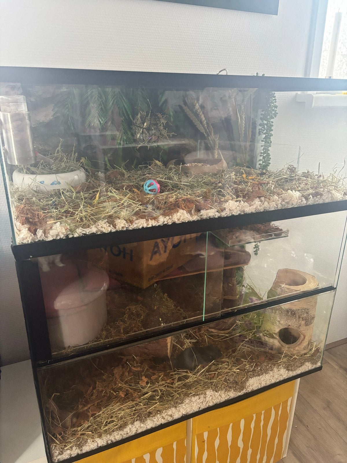 Gerbilarium met gerbils, Ophalen, Kooi, 60 tot 90 cm, Zo goed als nieuw