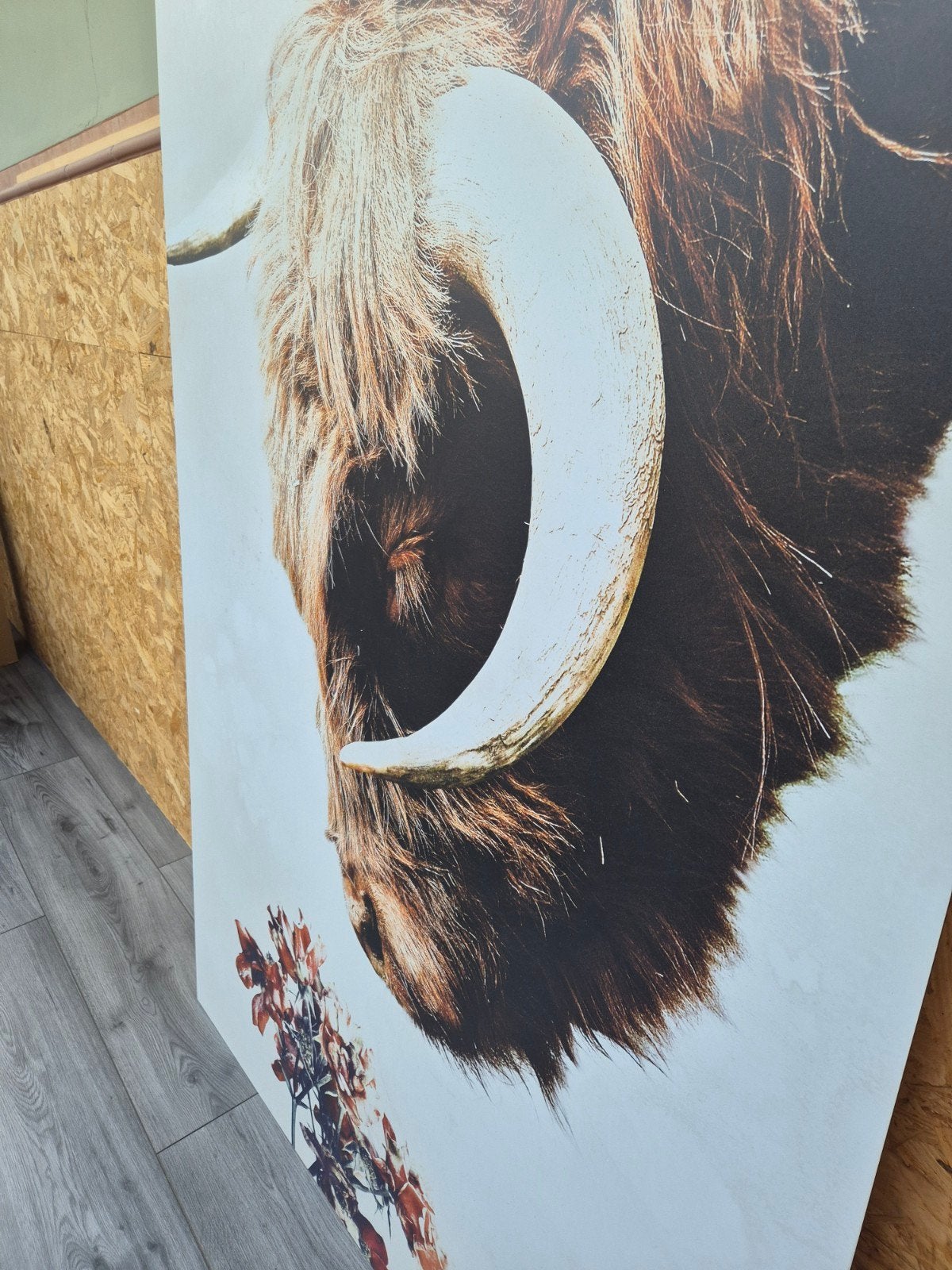 Aluminium Dibond Schilderij Schotse Hooglander 120x180 cm, Ophalen