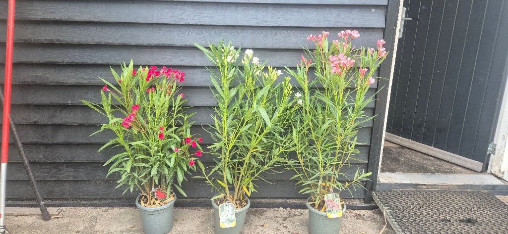 Oleander in sier pot, Tuin en Terras, Volle zon, Vaste plant, Lente, Ophalen